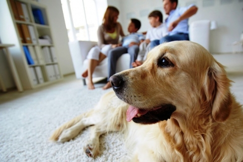 Detrazioni fiscali per chi ha animali in casa