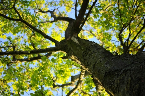 Gli alberi fanno bene alla salute!