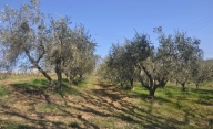 immagine annuncio 6 di 8