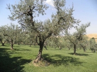 immagine annuncio 4 di 8