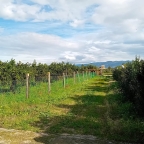 immagine annuncio 7 di 8