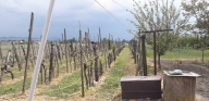 immagine annuncio 3 di 8