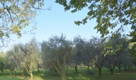 Visualizza le foto dell'immobile