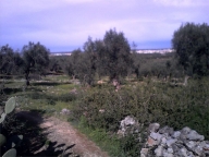 immagine annuncio 7 di 8
