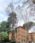 appartamento in vendita a Roma in zona Monte Sacro/Talenti