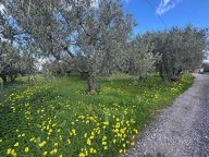 immagine annuncio 4 di 8