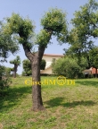 appartamento in vendita a Collesalvetti in zona Stagno