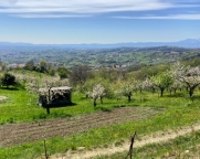 immagine annuncio 3 di 4