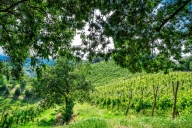 immagine annuncio 4 di 8