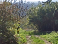 immagine annuncio 2 di 6