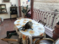 Visualizza le foto dell'immobile